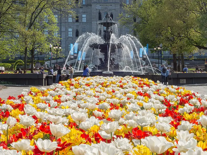 Canteiro de tulipas em frente a uma fonte