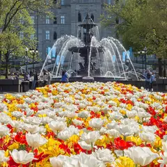Canteiro de tulipas em frente a uma fonte